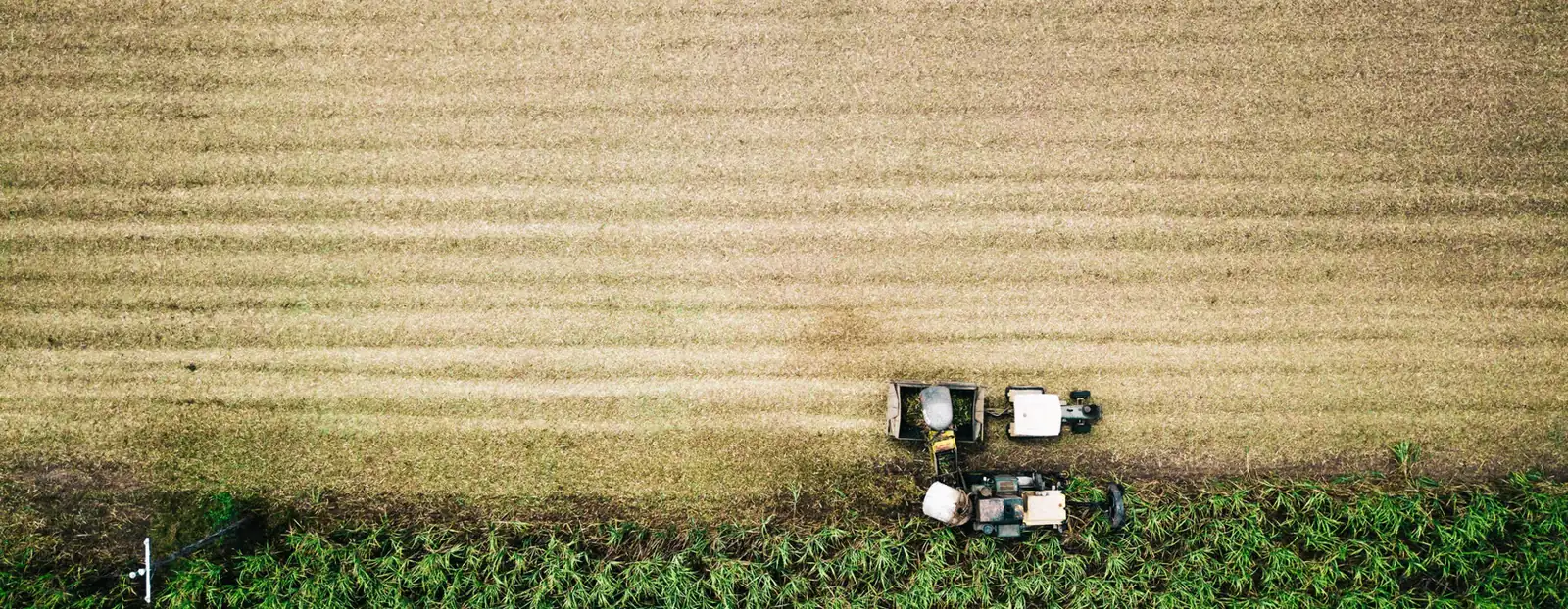Sugarcane field from above