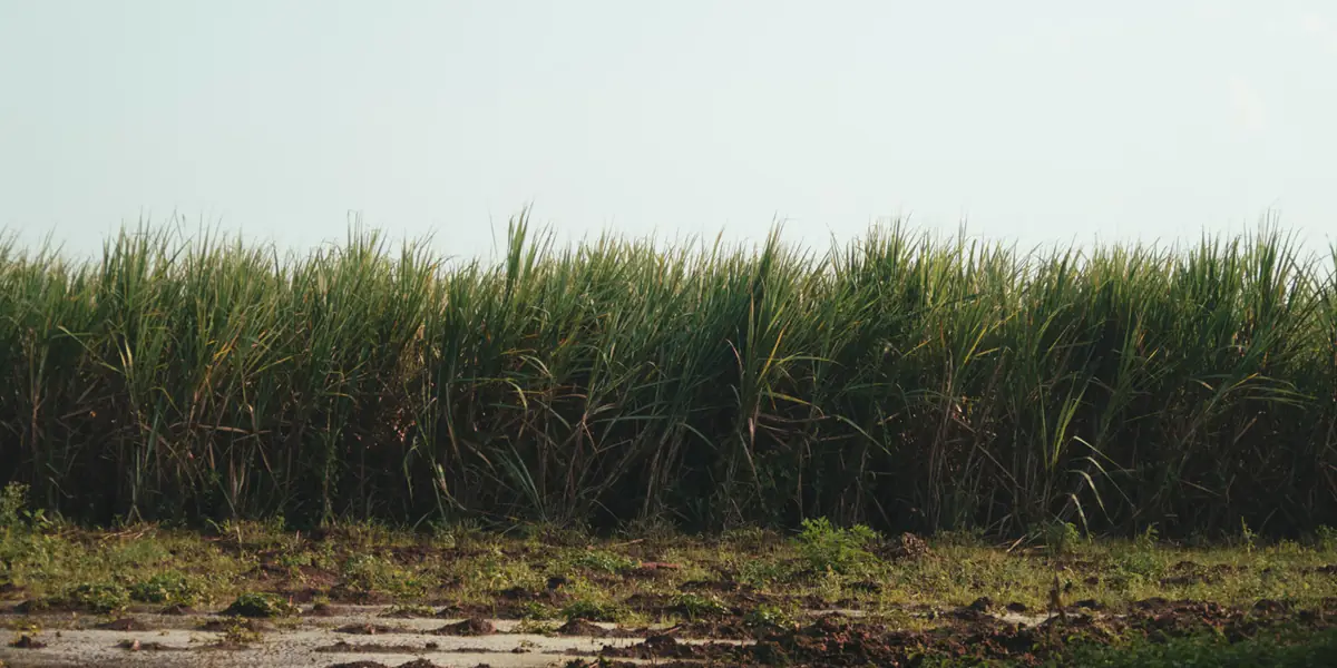 Sugarcane crop