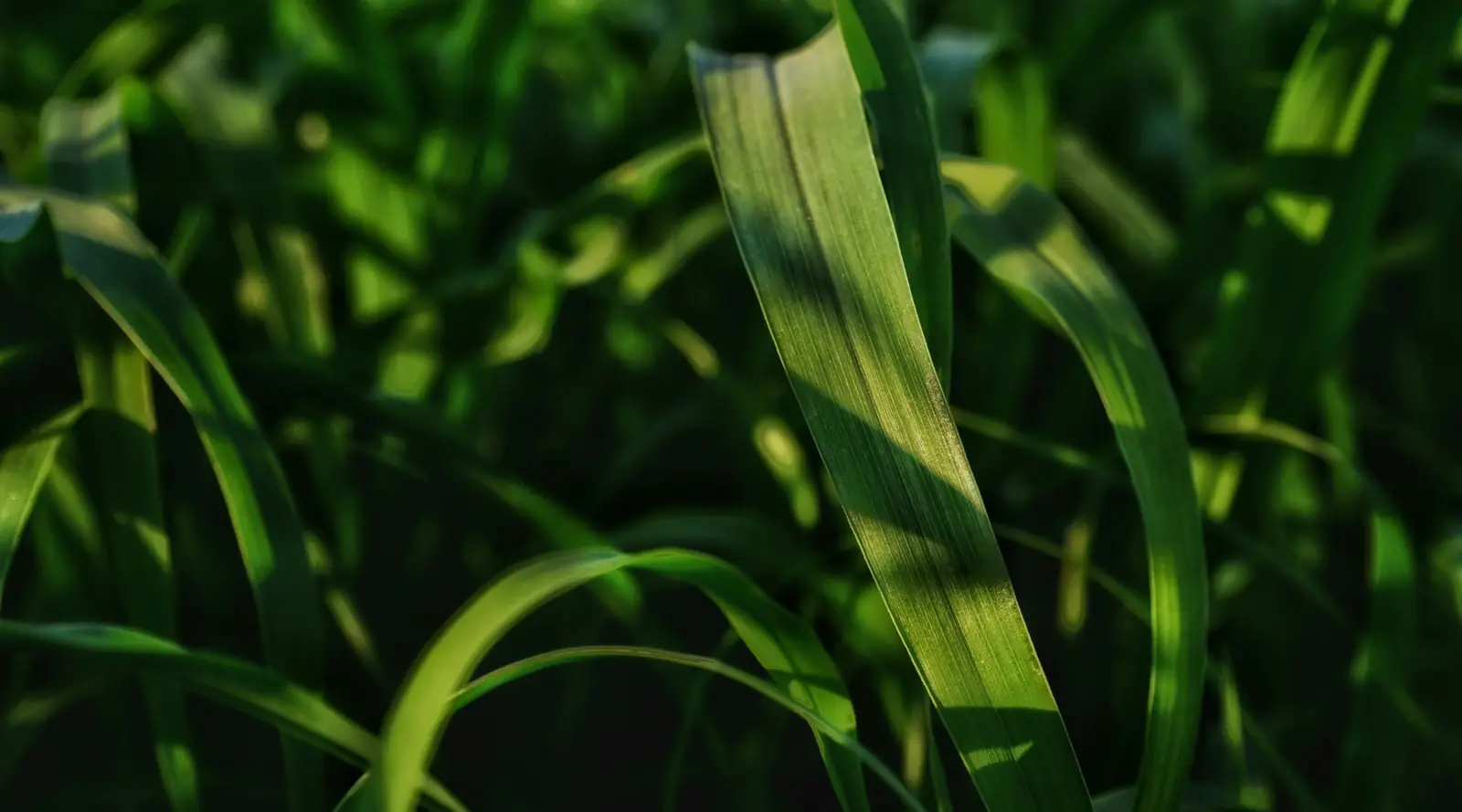 Green sugarcane leaves in sunlight